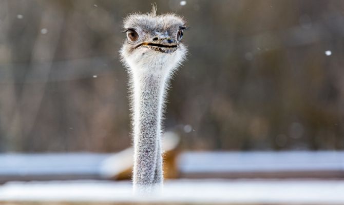1 марта в Тульской области пройдет мокрый снег