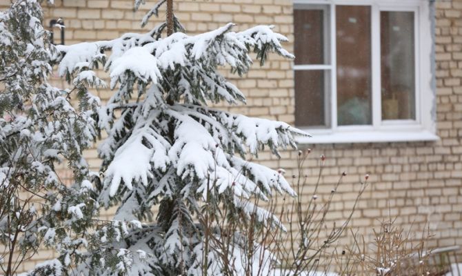 В Тульскую область привезли 500 карантинных новогодних елей