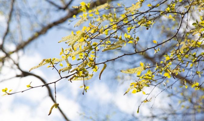 16 апреля в Тульской области будет +16 градусов