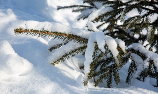 Вечером 15 декабря в Туле ожидается мокрый снег