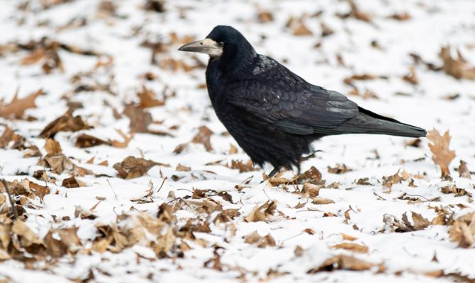 Вечером 17 декабря в Туле температура опустится до нуля