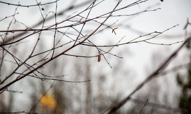 19 апреля в Тульской области будет дождь и сильный ветер