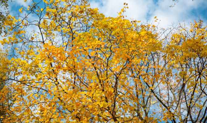 Какая погода ожидает туляков 1 сентября