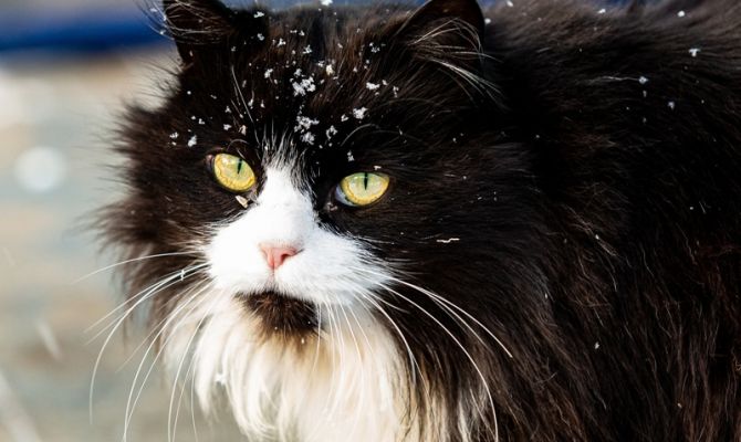 Ночью 30 января на Тульскую область опустится туман