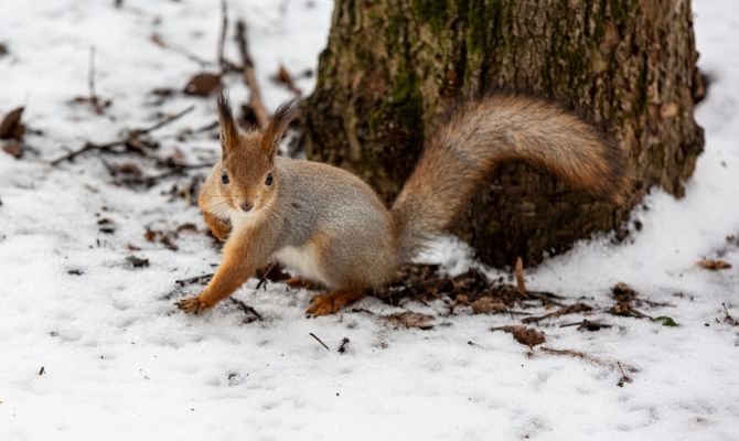 Вечером 30 января в Туле будет -16 градусов