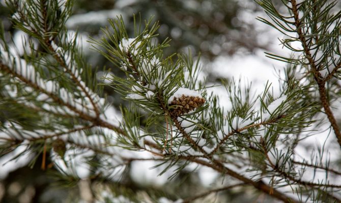 Сильный снег ожидается в Туле вечером 23 февраля