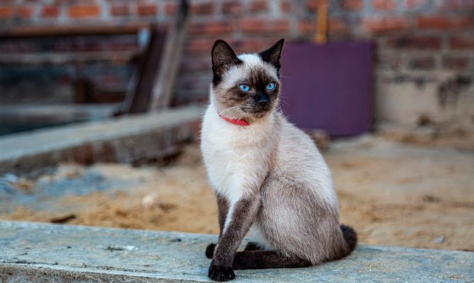 Зоомагазинам и птичьим рынкам могут запретить продавать животных