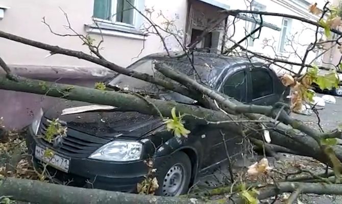 Туляки несколько раз просили УК спилить сухое дерево: во время непогоды оно упало на машину