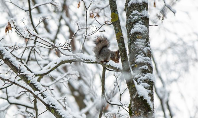 17 февраля в Тульской области будет высокое атмосферное давление