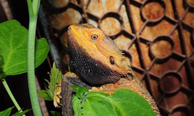 23 февраля мужчины смогут посетить Тульский экзотариум по детскому билету