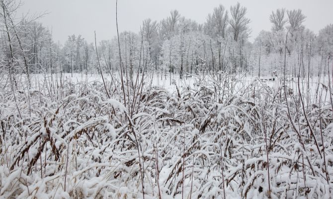 Ночью 18 января температура в Тульской области упадет до -23 градусов