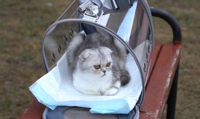 20 000 за котенка-инвалида: тулячке продали питомца с врожденной патологией