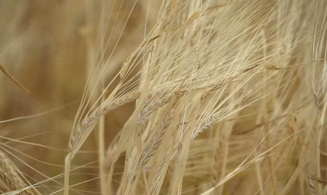 Декларации тульского предпринимателя на 2700 тонн зерна признали недействительными