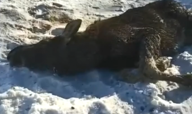 Стали известны подробности спасения лося из Упы в Дубенском районе