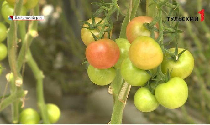 Как тульские аграрии с помощью импортозамещения планируют удержать цены и качество продукции