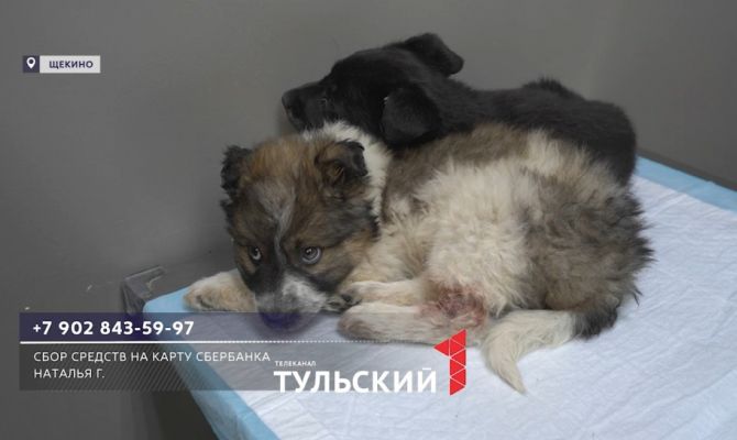 В Щекине выкинули на улицу двух больных щенков