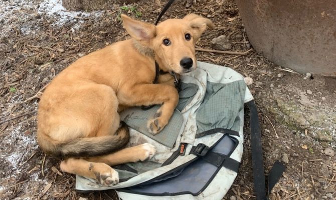 В Туле привязанному возле приюта щенку нашли дом