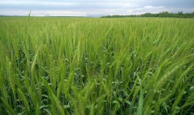 Яровой сев в Тульской области выполнен на 20%