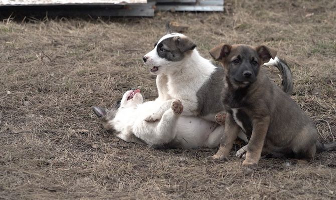 В Туле семья построила приют для бездомных животных на свои деньги