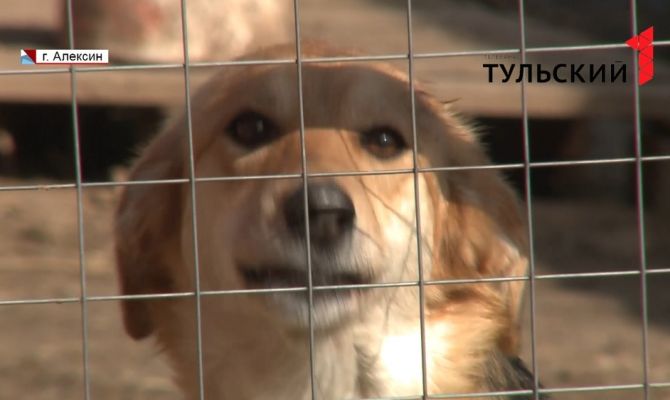 Приют для животных в монастыре под Алексином хотят закрыть