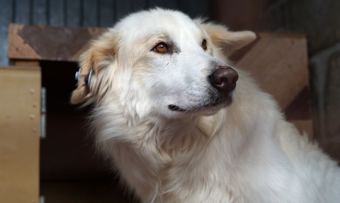 Тульская семья на свои деньги построит дом для брошенных кошек и собак