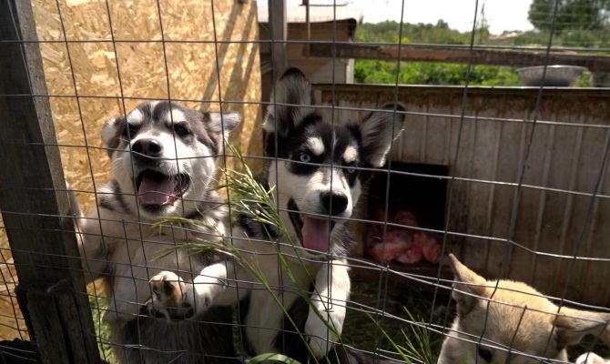 Приют, в который берут всех: в Одоеве женщина за свой счет содержит 170 собак