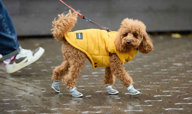 Тулякам рассказали, как не получить штраф за прогулку с собакой