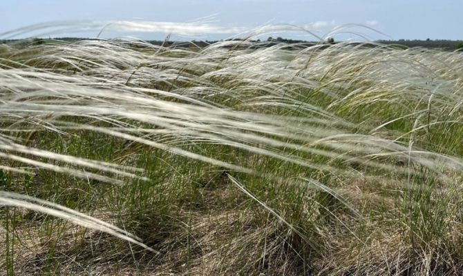 На Куликовом поле зацвела ковыльная степь