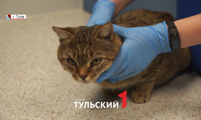 «Тебя никто не обидит»: в Туле волонтеры выходили почти обездвиженного бездомного кота