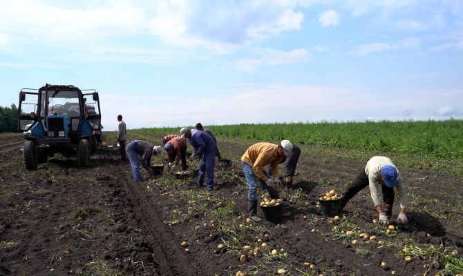Куст за кустом: в Тульской области проверили сельхозугодья на вредителей и болезни