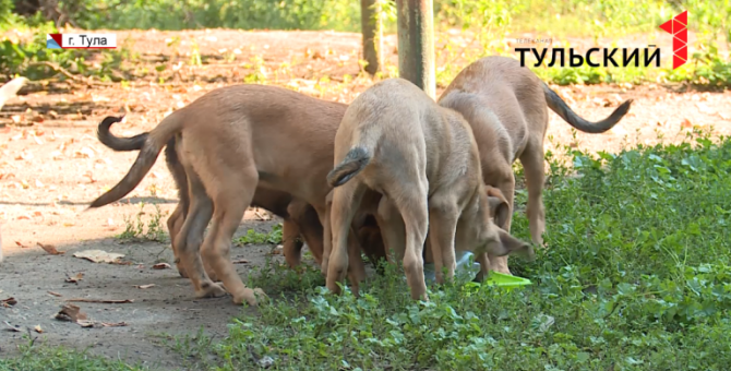6 бешеных собак покусали жителей Тульской области 
