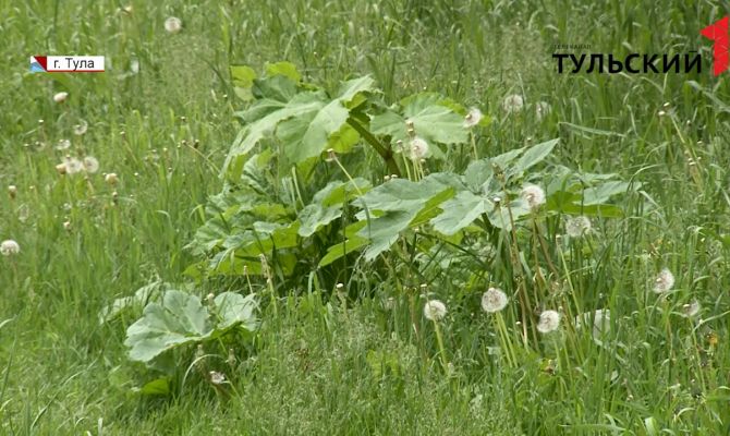 Борщевик в центре Тулы: почему ядовитое растение выигрывает бой у администрации города