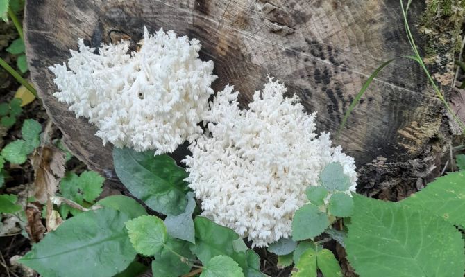 В тульском лесу нашли краснокнижный гриб