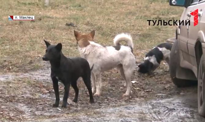 Сельские почтальоны в Тульской области получили отпугиватели от собак