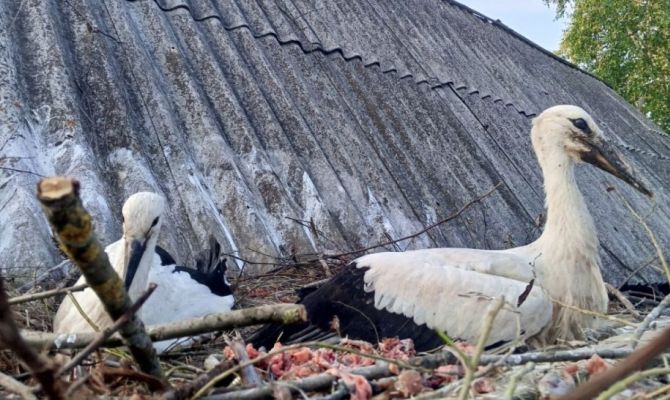 В Белевском районе пенсионеры спасли детенышей аиста, выпавших из гнезда 