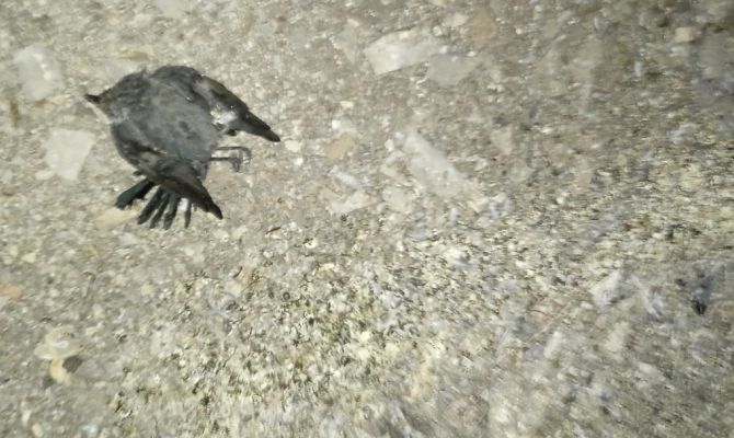 В квартиру тулячки через вентиляцию залетела птица