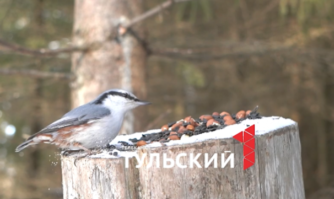 Тулякам рассказали, чем нельзя кормить птиц зимой
