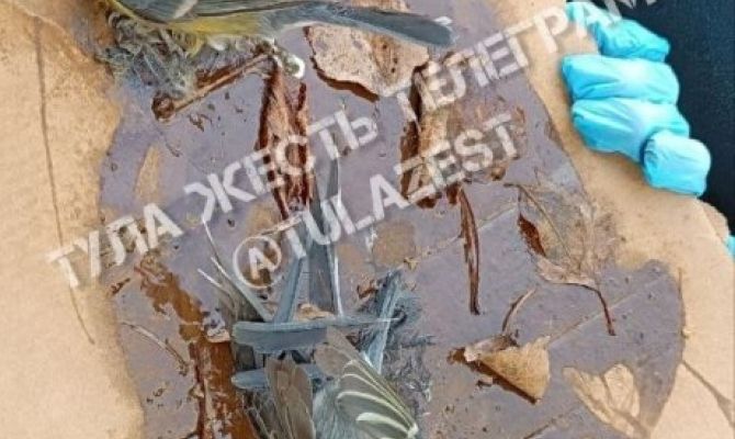 В Туле спасли двух синиц из "клеевой ловушки"