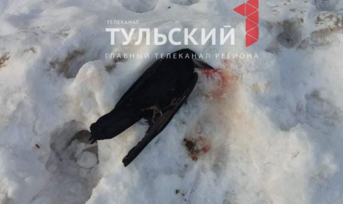 В Туле завелся стрелок по птицам