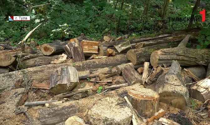Жителя Санкт-Петербурга осудили за незаконную рубку леса в Тульской области