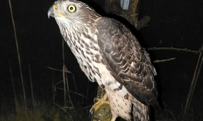 Под Киреевском спасли ястреба, который врезался в стекло