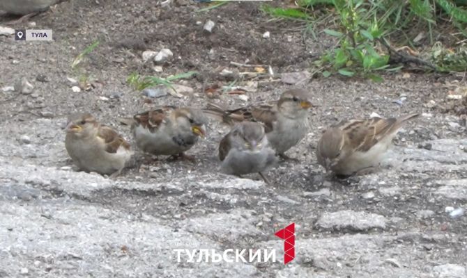 В Тульской области пересчитают всех воробьев: как присоединиться к переписи
