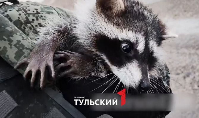 Кипер Тульского экзотариума оценила состояние енота из Херсона