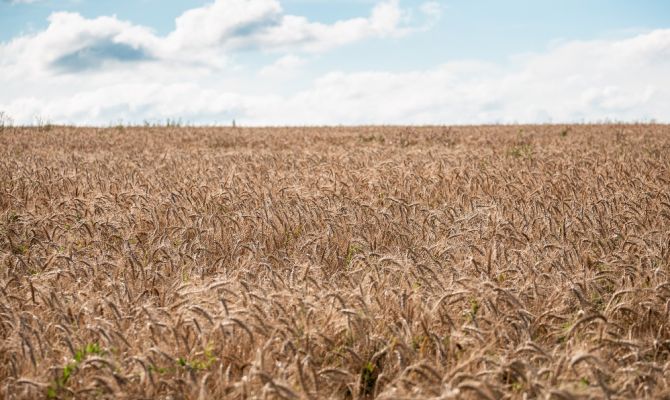 В Тульской области аграрии собрали более 1 млн тонн зерна