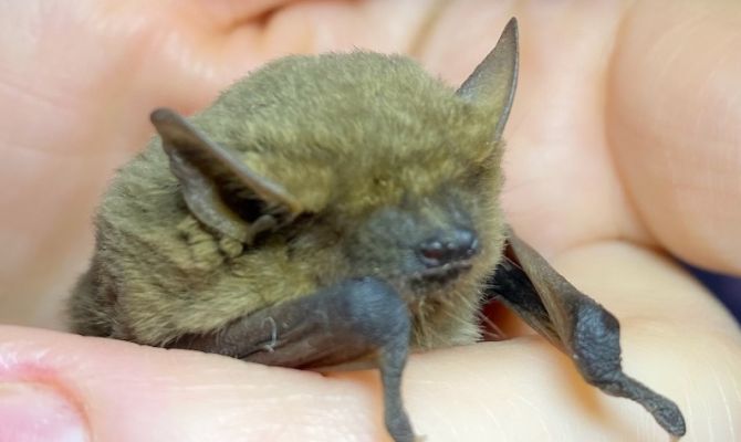 В Туле обнаружили редкую летучую мышь