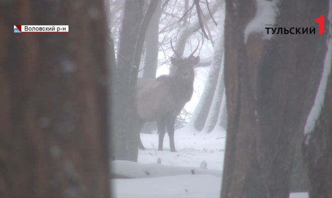 Как 180 гектар земли на окраине Волово могут вернуть природный баланс климата на планете 