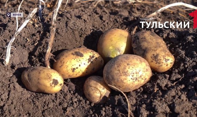 В Тульской области научились "лечить" картофель с помощью искусственного интеллекта