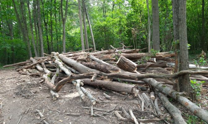 В Ефремове депутаты разрешили незаконно вырубать лес под застройку 