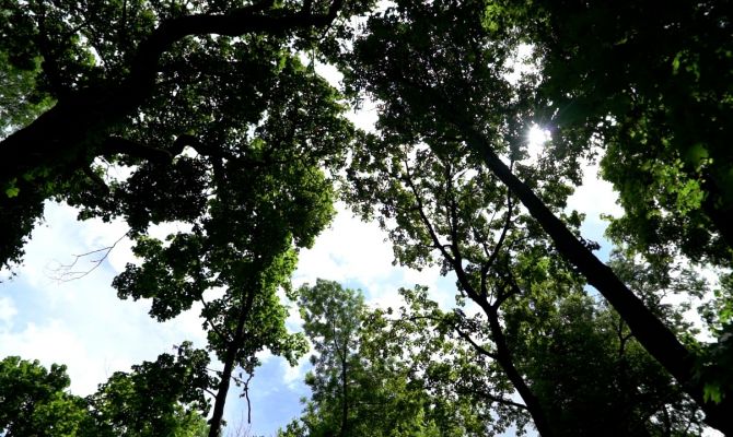 Тульские биологи хотят сделать Всехсвятское кладбище природно-мемориальным памятником