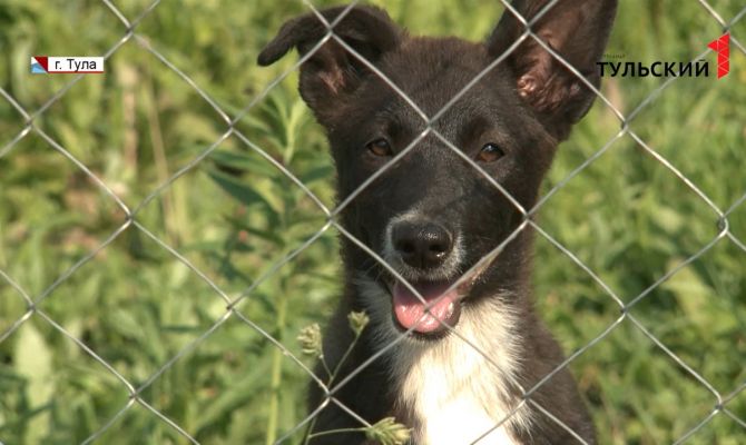 В Туле ищут новый дом для двух брошенных 4-месячных щенков